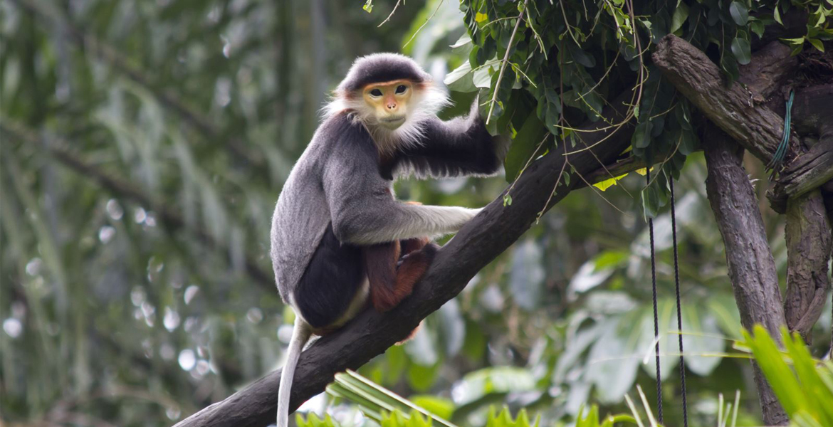 Cuc Phuong National Park Day Tour